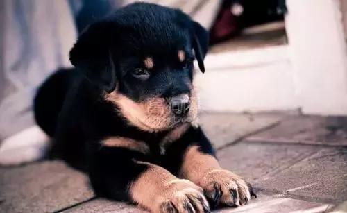 狗狗聪明排行榜前十名，小型狗狗聪明排行榜前十名（十大聪明可爱狗狗和十大蠢萌的狗狗排行榜）