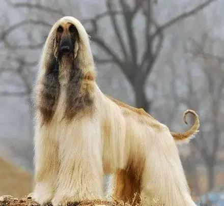 狗狗聪明排行榜前十名，小型狗狗聪明排行榜前十名（十大聪明可爱狗狗和十大蠢萌的狗狗排行榜）