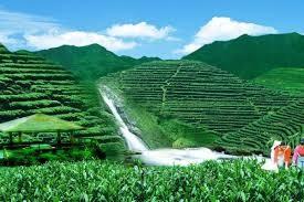 铁观音茶的功效，铁观音茶叶的功效（安溪铁观音茶叶的功效与作用）