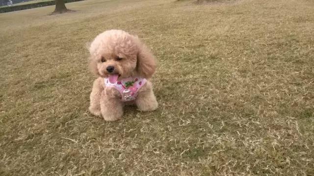 狗狗聪明排行榜前十名，小型狗狗聪明排行榜前十名（十大聪明可爱狗狗和十大蠢萌的狗狗排行榜）