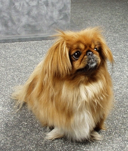 狗狗聪明排行榜前十名，小型狗狗聪明排行榜前十名（十大聪明可爱狗狗和十大蠢萌的狗狗排行榜）