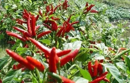 山西浮山属于哪个市，浮山县属于哪个地区（太上老君炼丹处——因山漂浮而得名的山西浮山县）