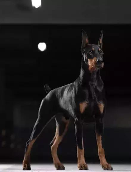 狗狗聪明排行榜前十名，小型狗狗聪明排行榜前十名（十大聪明可爱狗狗和十大蠢萌的狗狗排行榜）