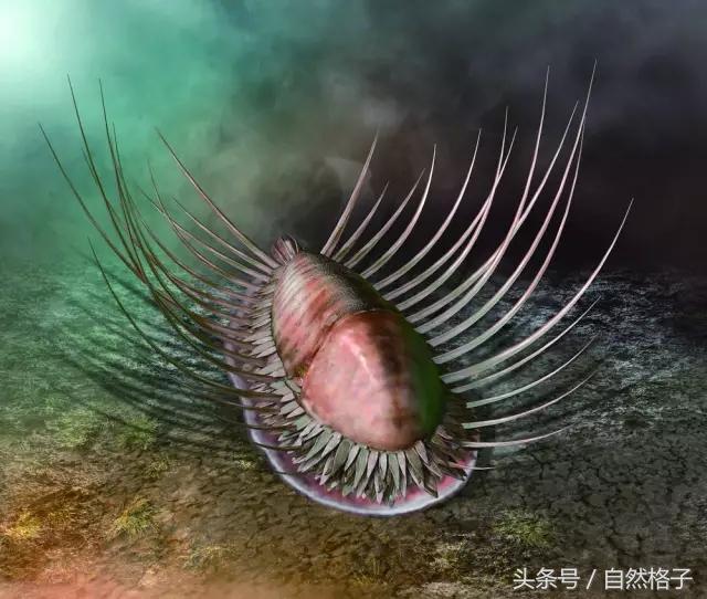 【爬腹虫】爬腹虫长得十分怪异,它用来捕捉食物的的触须像繁茂的树枝