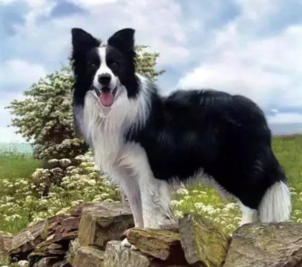 狗狗聪明排行榜前十名，小型狗狗聪明排行榜前十名（十大聪明可爱狗狗和十大蠢萌的狗狗排行榜）