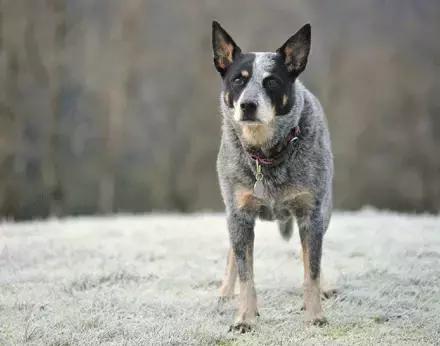 狗狗聪明排行榜前十名，小型狗狗聪明排行榜前十名（十大聪明可爱狗狗和十大蠢萌的狗狗排行榜）