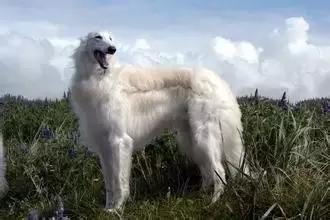 狗狗聪明排行榜前十名，小型狗狗聪明排行榜前十名（十大聪明可爱狗狗和十大蠢萌的狗狗排行榜）