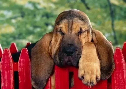 狗狗聪明排行榜前十名，小型狗狗聪明排行榜前十名（十大聪明可爱狗狗和十大蠢萌的狗狗排行榜）