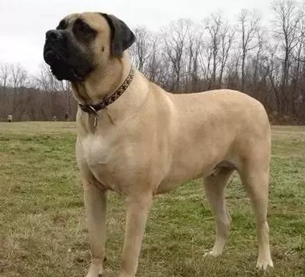 狗狗聪明排行榜前十名，小型狗狗聪明排行榜前十名（十大聪明可爱狗狗和十大蠢萌的狗狗排行榜）