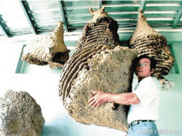 虎头蜂泡酒有什么功效，如何浸泡虎头蜂酒