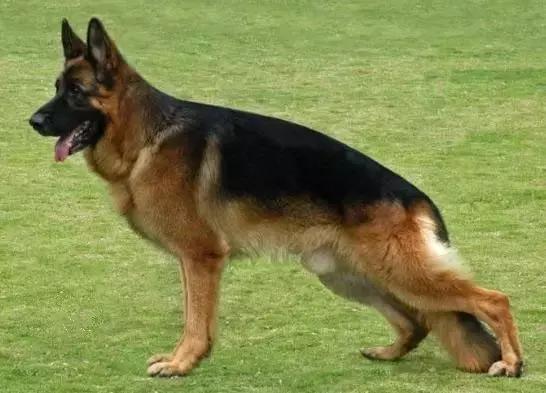 狗狗聪明排行榜前十名，小型狗狗聪明排行榜前十名（十大聪明可爱狗狗和十大蠢萌的狗狗排行榜）