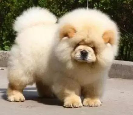 狗狗聪明排行榜前十名，小型狗狗聪明排行榜前十名（十大聪明可爱狗狗和十大蠢萌的狗狗排行榜）