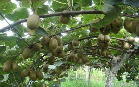 蒲江是四川哪个市的，蒲江是四川哪个市的地方（中国县域介绍——四川省成都市蒲江县）