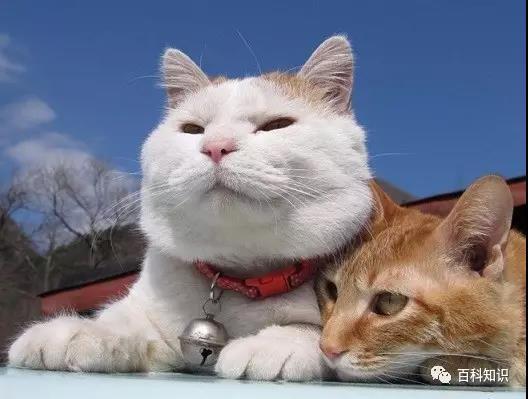 螃蟹的眼睛是单眼还是复眼，螃蟹为什么长着一对柄眼（看看动物眼睛有何过人之处）