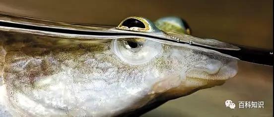 螃蟹的眼睛是单眼还是复眼，螃蟹为什么长着一对柄眼（看看动物眼睛有何过人之处）