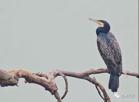 螃蟹的眼睛是单眼还是复眼，螃蟹为什么长着一对柄眼（看看动物眼睛有何过人之处）