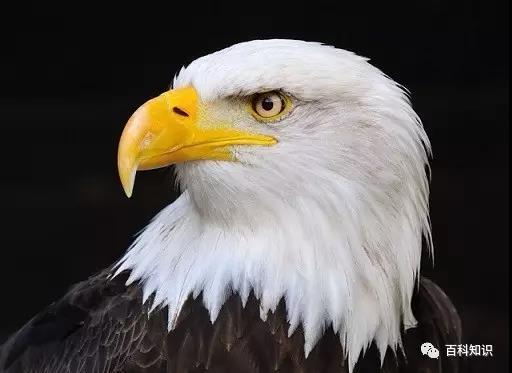 螃蟹的眼睛是单眼还是复眼，螃蟹为什么长着一对柄眼（看看动物眼睛有何过人之处）