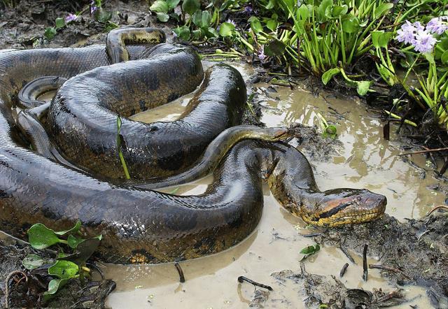 水蚺和蟒蛇的区别,蚺和蟒的区别(是现存蛇类中体型最大的蛇类长达10米