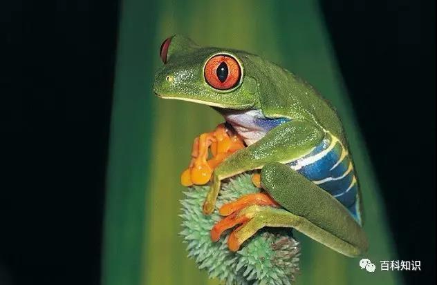 螃蟹的眼睛是单眼还是复眼，螃蟹为什么长着一对柄眼（看看动物眼睛有何过人之处）