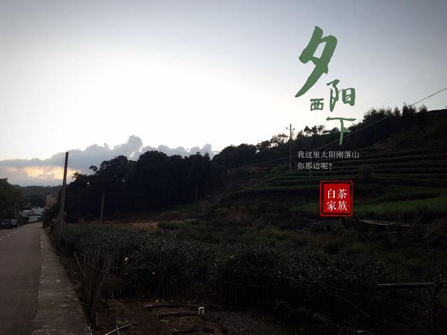 白茶养胃吗，陈皮白茶养胃吗（白茶还是红茶呢）