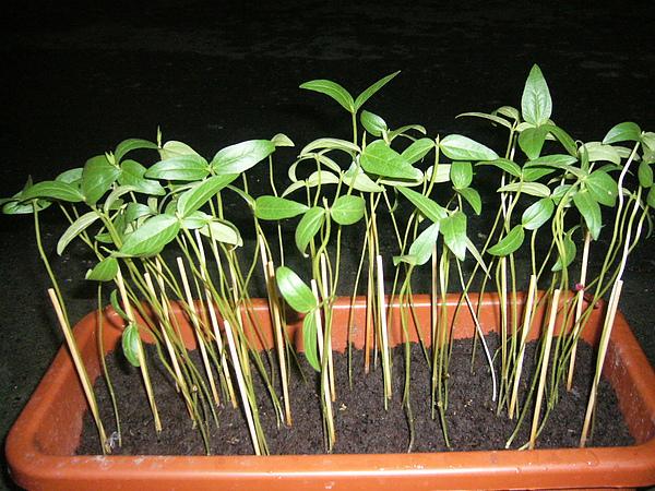 绿豆要怎么种啊,怎么种绿豆芽视频(在家就能种出美味的绿豆芽)