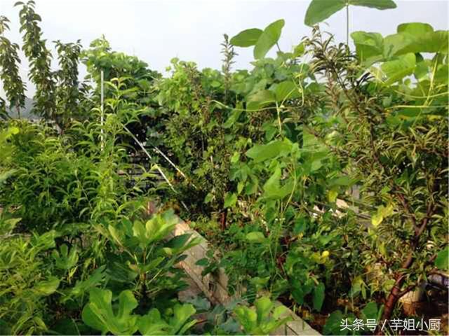 狗爪豆的作用与功效，狗爪豆的功效和作用（名虽俗了点，来头却很大）
