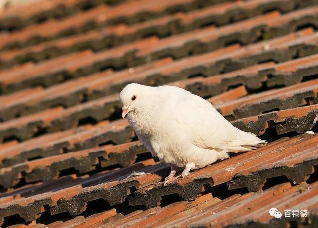 菠菜炒粉鸽子的做法,菠菜炒粉鸽子怎么做(白鸽功效多,营养价更高)