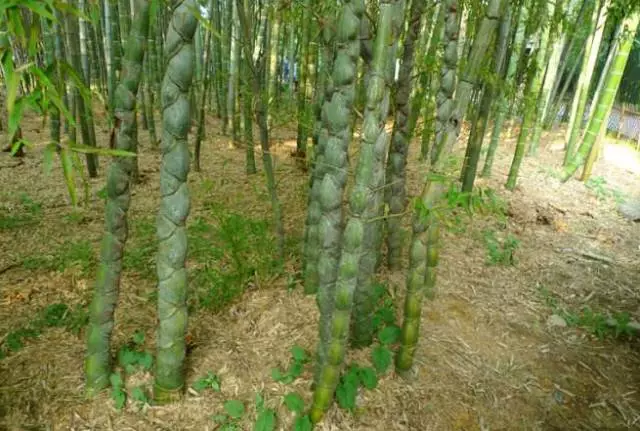 雨天的江南天池，如果用一种颜色来形容江南天池