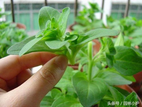 修剪树枝的方法，盆景树枝如何修剪定型（苗木修剪的5大基本方法）