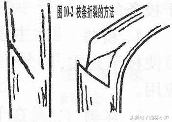 修剪树枝的方法，盆景树枝如何修剪定型（苗木修剪的5大基本方法）