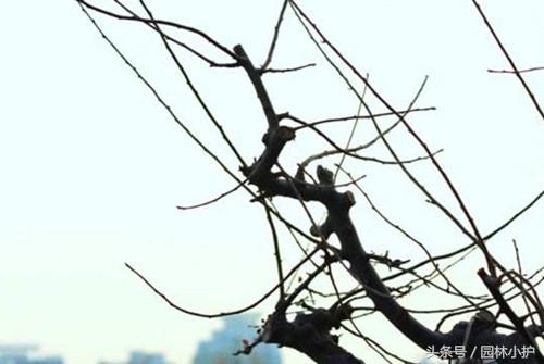 修剪树枝的方法，盆景树枝如何修剪定型（苗木修剪的5大基本方法）