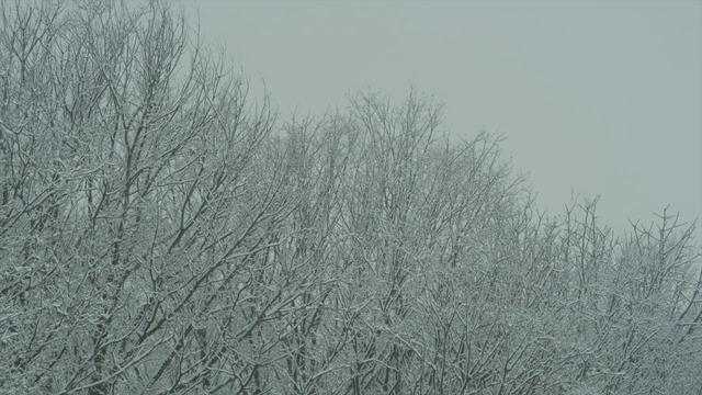 梦见下山寓意，梦见下山寓意什么（没有勇气回去养猪）