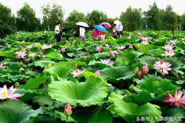 金湖县属于哪个市，金湖属于江苏哪个市哪个县（中国县域介绍——江苏省淮安市金湖县）