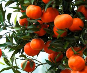 吃草莓会上火吗，吃草莓上火么（秋天吃了容易上火的水果）