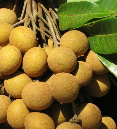 吃草莓会上火吗，吃草莓上火么（秋天吃了容易上火的水果）