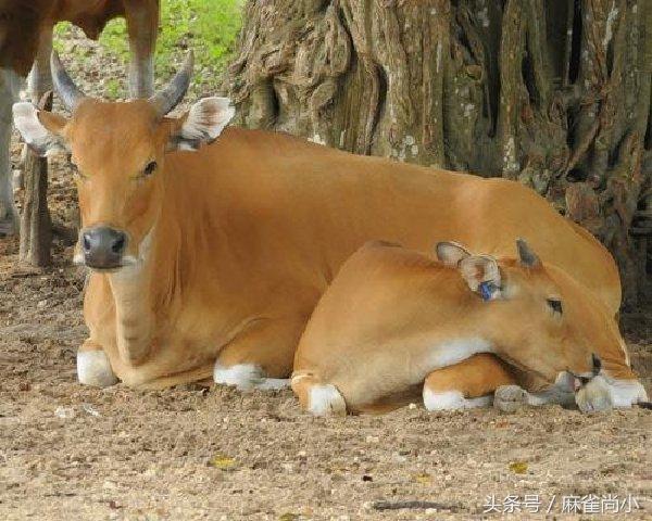世界十大挽马，东北挽马体重（6种处境危险的物种）