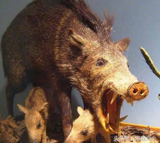 世界十大挽马，东北挽马体重（6种处境危险的物种）