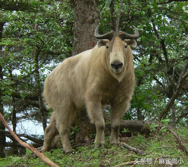 世界十大挽马，东北挽马体重（6种处境危险的物种）