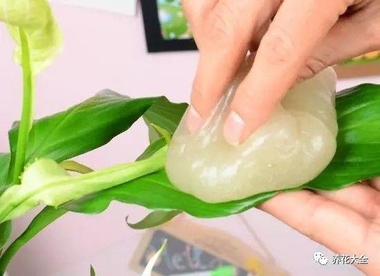 食醋治月季黑斑病，食醋治月季黑斑病比例（爱吃醋喝油的花）