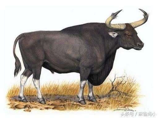 世界十大挽马，东北挽马体重（6种处境危险的物种）