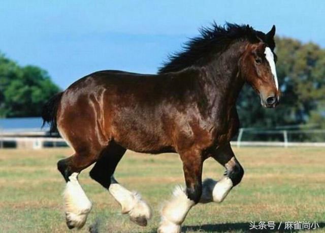 世界十大挽马，东北挽马体重（6种处境危险的物种）