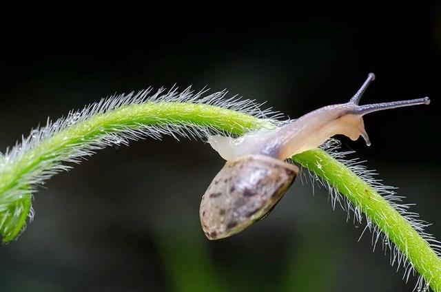 梦见蜗牛是什么意思周公解梦，梦见蜗牛什么意思（在外打拼十年却买不起城里的房）