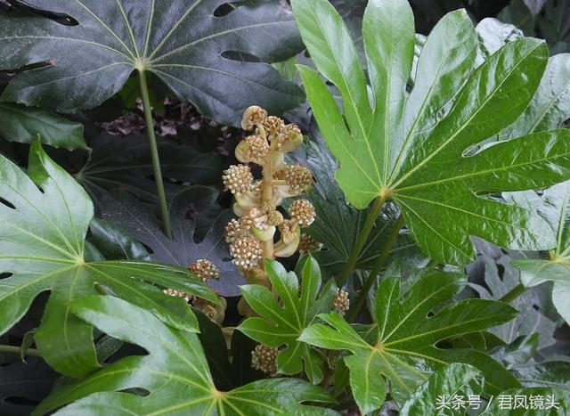 八角金盘的风水作用，八角金盘的风水及家居作用（乡村公路绿化带里八角金盘开花）