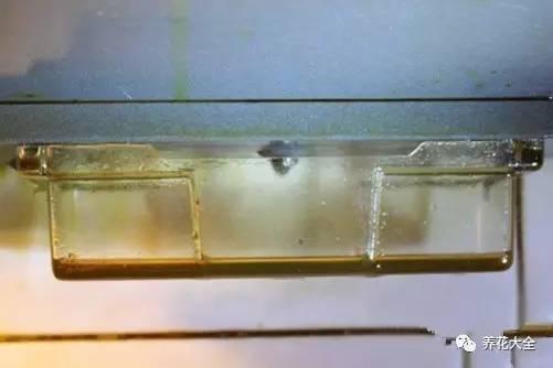 食醋治月季黑斑病，食醋治月季黑斑病比例（爱吃醋喝油的花）