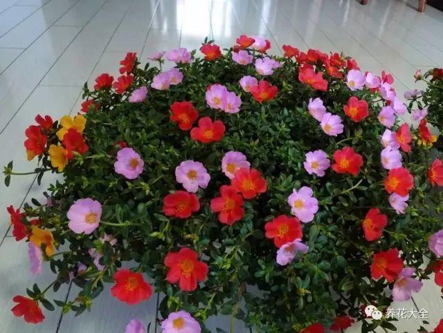 食醋治月季黑斑病，食醋治月季黑斑病比例（爱吃醋喝油的花）