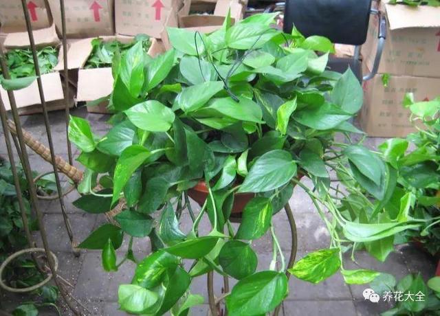 食醋治月季黑斑病，食醋治月季黑斑病比例（爱吃醋喝油的花）