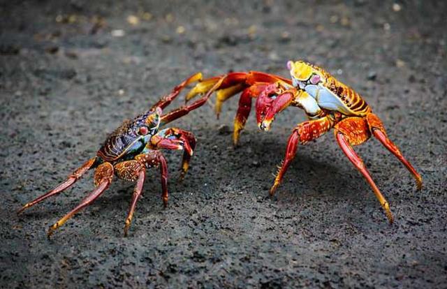 螃蟹为什么横着走，螃蟹为什么横着走路读后感（其实90%的人不知道原因）