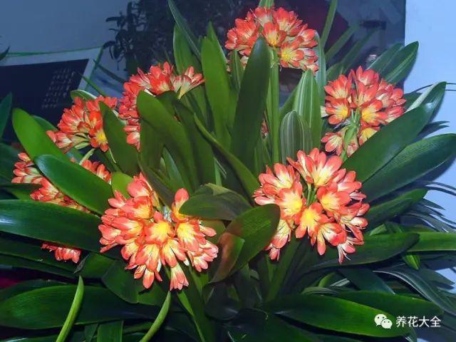 食醋治月季黑斑病，食醋治月季黑斑病比例（爱吃醋喝油的花）