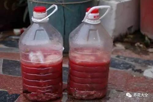 食醋治月季黑斑病，食醋治月季黑斑病比例（爱吃醋喝油的花）