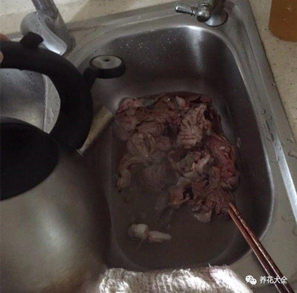 食醋治月季黑斑病，食醋治月季黑斑病比例（爱吃醋喝油的花）